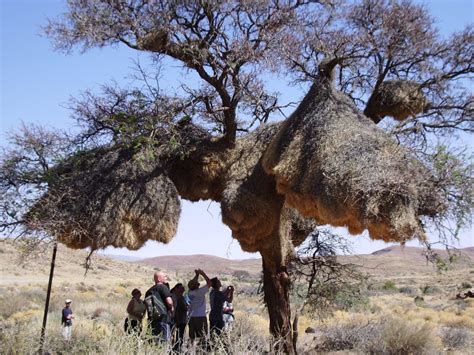 huge-nest | Dusky's Wonders