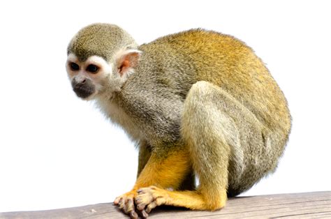 Squirrel Monkey Free Stock Photo - Public Domain Pictures