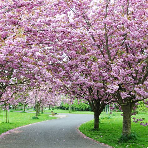 All About Cherry Blossoms: Facts and Planting Tips | Tree lined ...