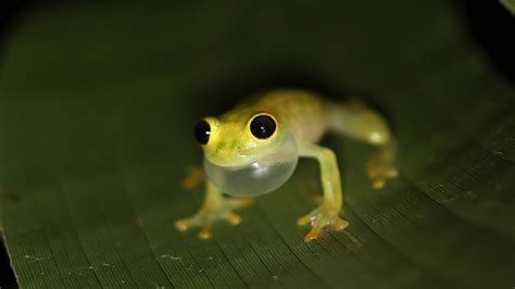 Tropical Rainforest Reptiles