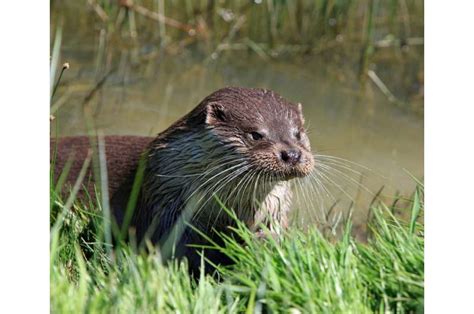 Study of river otters near oilsands operations shows reduced baculum strength