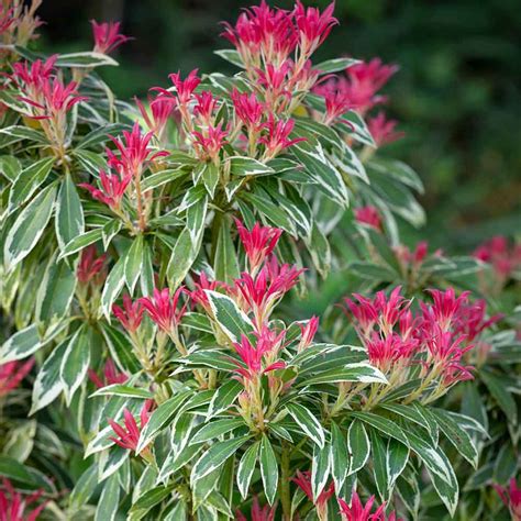 Pieris Flaming Silver | J Parker Dutch Bulbs