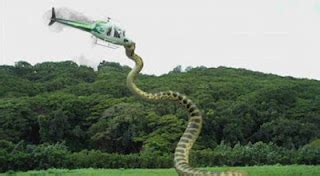 Mesothelioma !!! unbelievable BIG GIANT SNAKE CATCH HELICOPTER FLYING ~ WELCOME TO MESOTHELIOMA ...