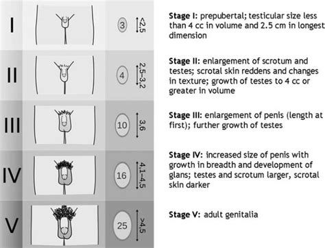 Tanner Staging Chart