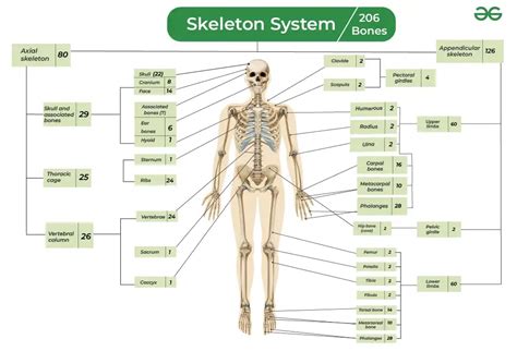 Introduction To The Skeletal System Biology LibreTexts