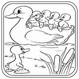 Duckling Coloring Page sketch template