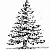 Pine Tree Coloring Pages  Free & Printable sketch template