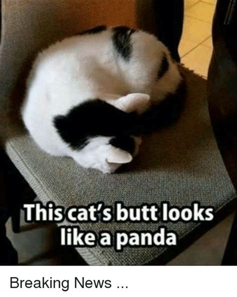 This Cat's Butt Looks Like a Panda | Butt Meme on ME.ME