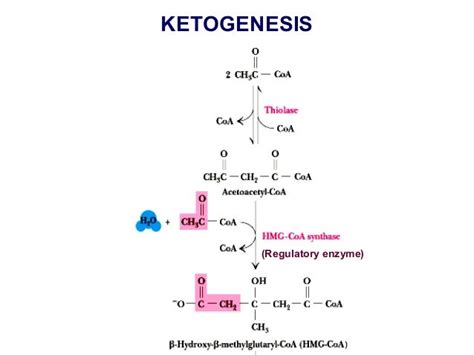 Metabolism of ketone bodies