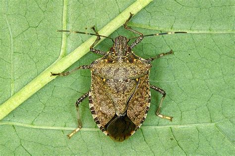 marmorated stink bug life cycle - Min Rupp