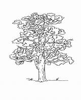 Coloring Tree Oak Clipart Outline Pages Kids Clip Cartoon Trees Simple  sketch template
