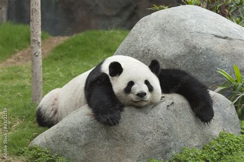 Giant panda bear sleeping Stock Photo | Adobe Stock