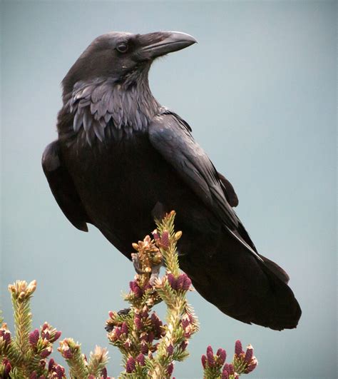 Alaska Magazine | Telling Raven Stories