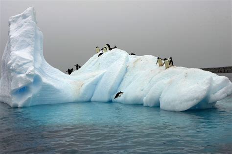 All About Icebergs - Beyond Penguins and Polar Bears