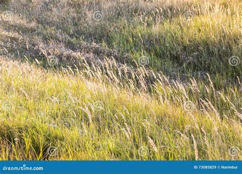 Meadow at sunset stock image. Image of prairie, heath - 73085829