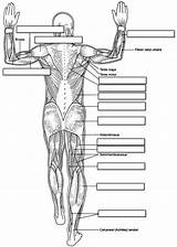 15 Muscle Labeling Worksheets Answers And Blanks  Free PDF At sketch template