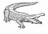 Free Printable Crocodile Coloring Pages For Kids sketch template
