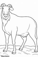 Boer Goat Happy coloring Page sketch template