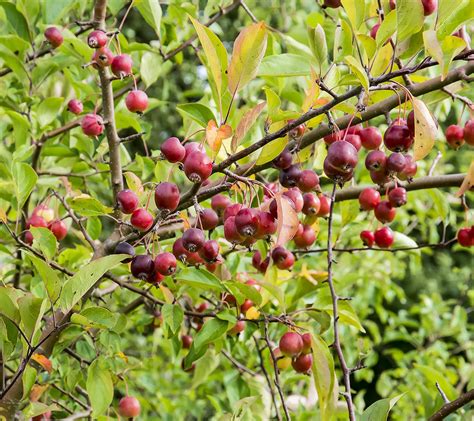 Wild crabapple from kazakhstan | Malus Sieversii