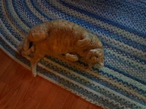 Yellow Tabby On Country Rug Free Stock Photo - Public Domain Pictures