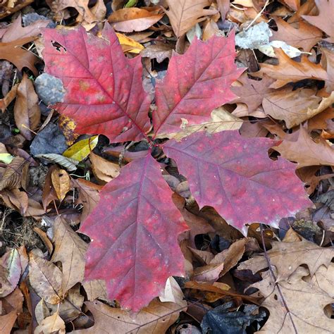 Quercus rubra #5 (Northern Red Oak) - Scioto Gardens Nursery