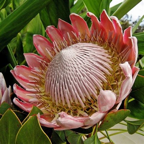 Travel South Africa via Pinterest | Protea flower, Unusual flowers ...