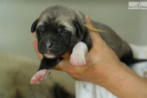 Anatolian Shepherd puppy for sale near New York City, New York. | 58b117bd-0181