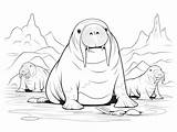 Ocean Walrus Coloring  Page sketch template