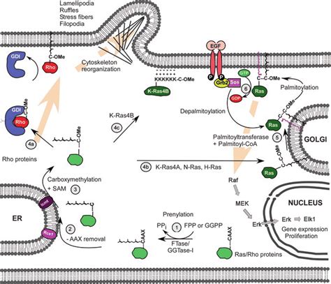 3 Overview of protein prenylation, post-prenylation modifications,... | Download Scientific Diagram