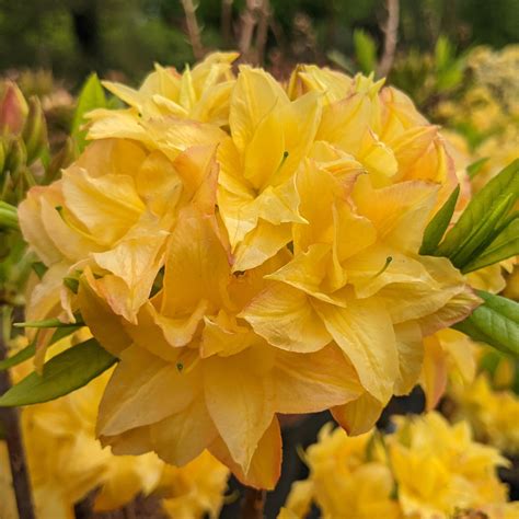 Azalea Yellow Pom Pom - Deciduous Azaleas - Millais Nurseries