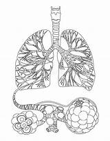 Lung Coloring Pages sketch template