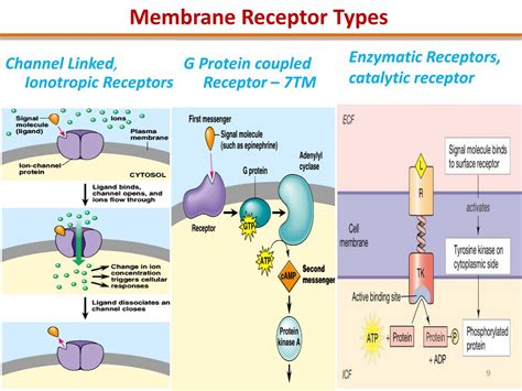 PPT - Autocrine signaling: cells respond to substances that they themselves release. PowerPoint ...