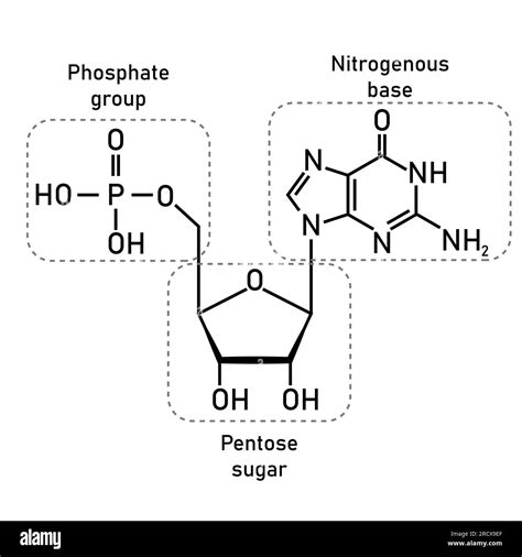 Chemical structure of DNA nucleotide. Three parts of a nucleotide ...