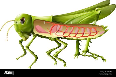 The anatomy of grasshopper on white background illustration Stock ...