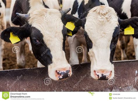 Farm for growing bulls stock photo. Image of country - 120485386