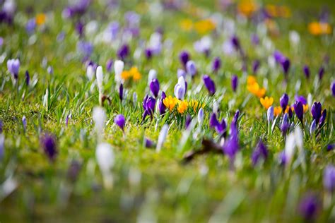Spring Flower, Crocuses Free Stock Photo - Public Domain Pictures