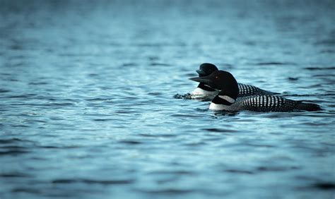 Loons of Polliwog Pond Photograph by Linda MacFarland