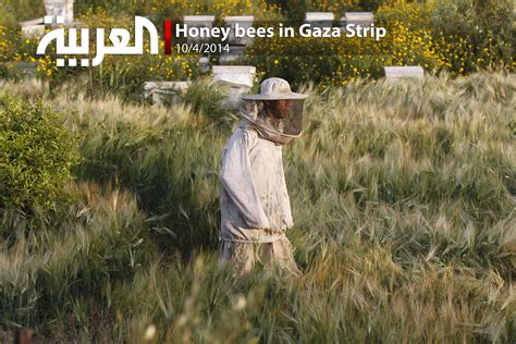 Honey bees in Gaza Strip - Al Arabiya English