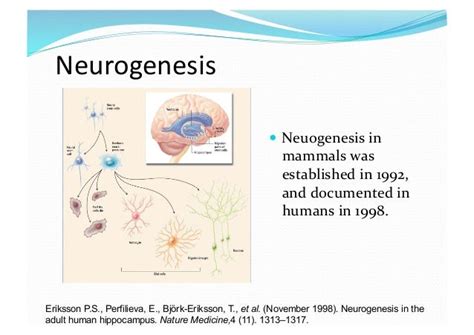 how the brain processes information memory retention and learning tra…