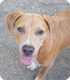 Randy | Adopted Puppy | Ormond Beach, FL | Black Mouth Cur/Catahoula Leopard Dog Mix