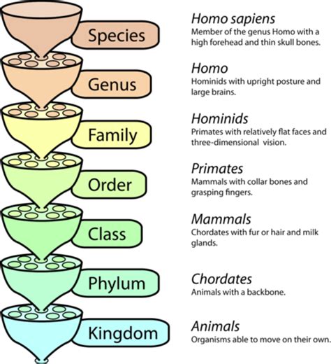 Levels in the Linnaean classification system