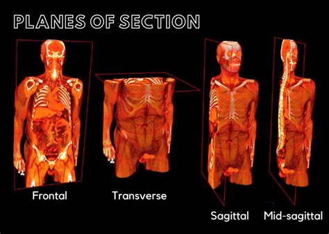 Anatomical Movements BodyViz Brain Builder