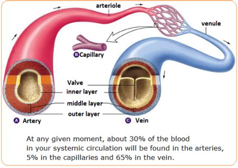 Pin on Anatomical Education