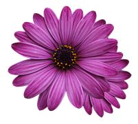 Free photo: Flowers, Purple, Blütenmeer - Free Image on Pixabay - 746083
