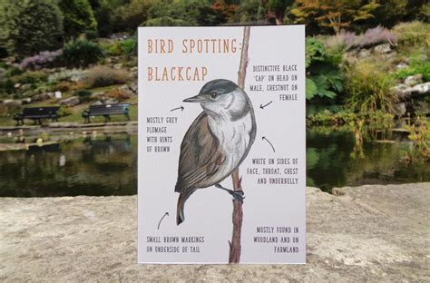 Birdwatching: Blackcap Identification Blank Greetings Card - Etsy