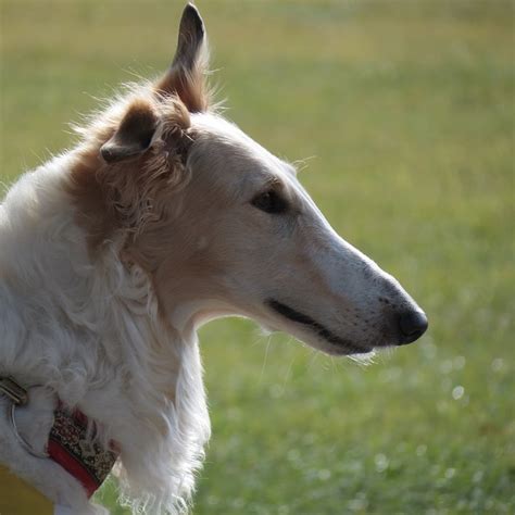 Borzoi Information & Dog Breed Facts | Dogell.com