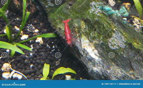 Red Cherry Shrimp in Aquarium Stock Image - Image of spotted, outdoors ...