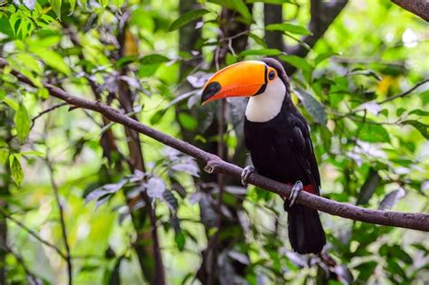 Tucán, parque nacional iguazú, brasil | Foto Premium