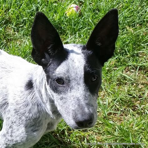 Zeena ~ blue heeler x kelpie ~ (on trial 10/03/17) - Medium Female Blue ...