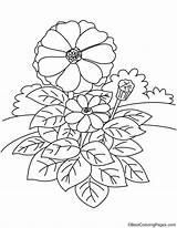 Zinnia Elegans Coloring Page Free Printable Coloring Pages sketch template